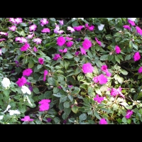 Impatiens Hybride - Stardust melange Twilight (fam. Balsaminacees)(01)